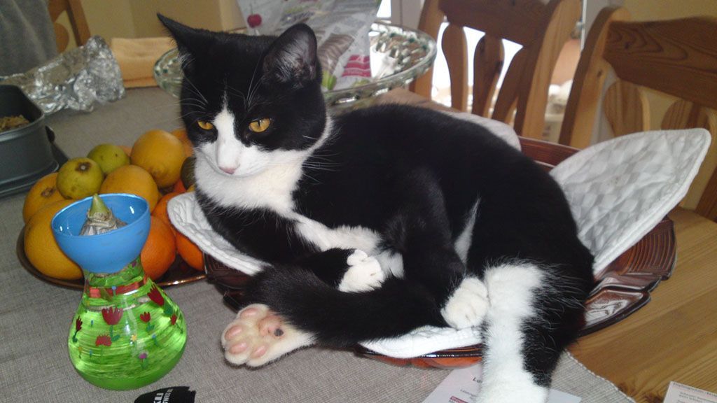 Tier- und Hausbetreuung Yvonne Müller - Nusshof