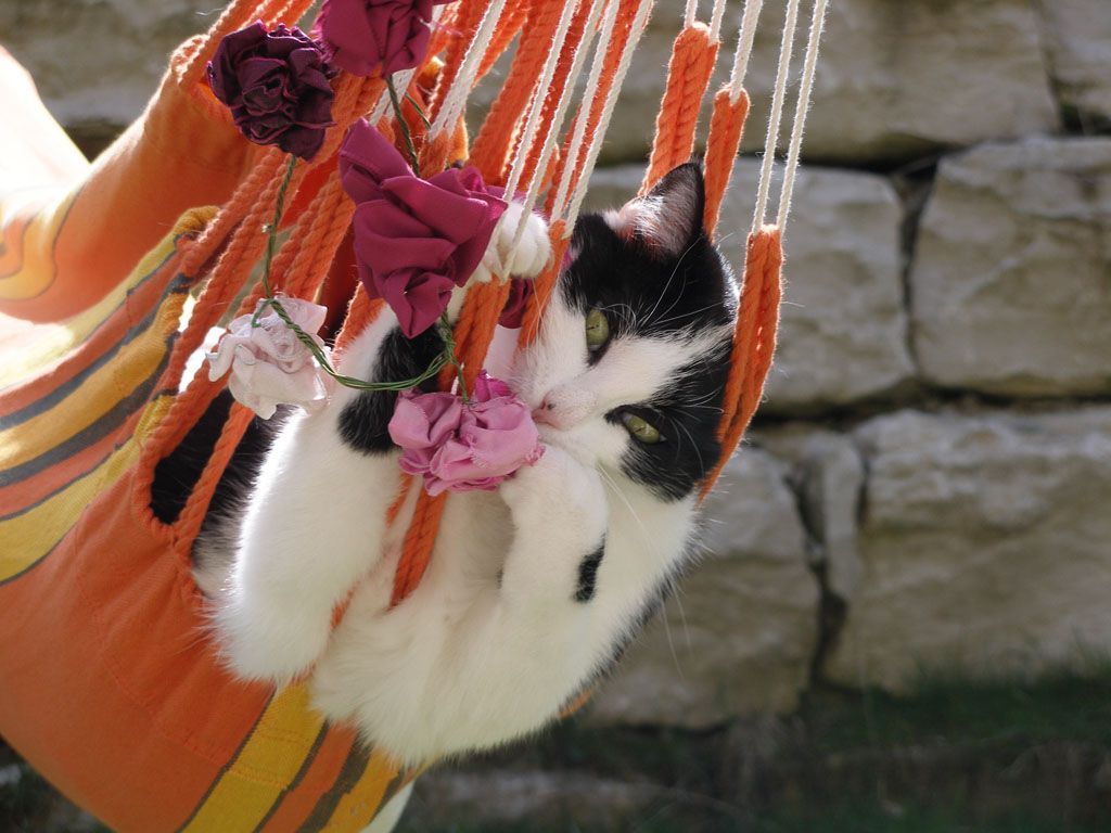 Tier- und Hausbetreuung Yvonne Müller - Nusshof