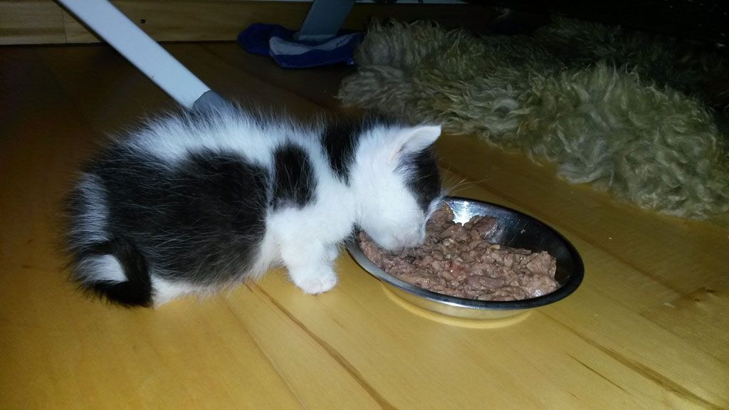 Tier- und Hausbetreuung Yvonne Müller - Nusshof