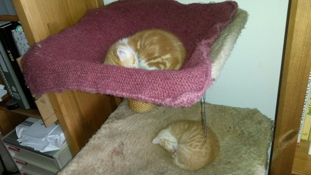 Tier- und Hausbetreuung Yvonne Müller - Nusshof