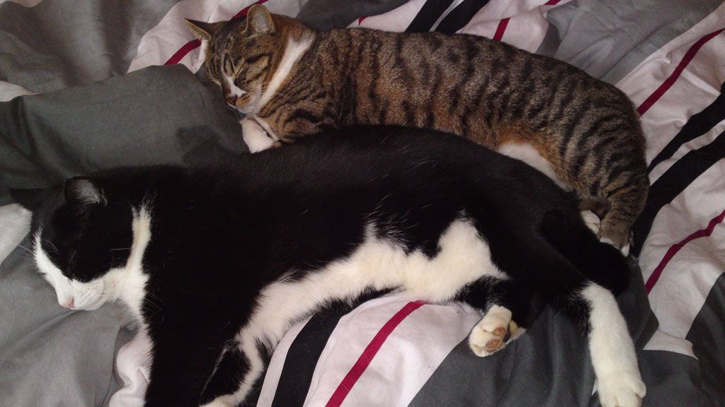 Tier- und Hausbetreuung Yvonne Müller - Nusshof