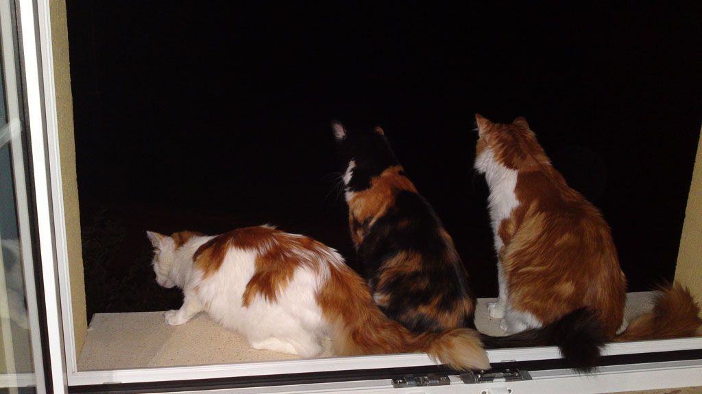 Tier- und Hausbetreuung Yvonne Müller - Nusshof