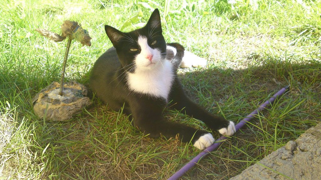 Tier- und Hausbetreuung Yvonne Müller - Nusshof