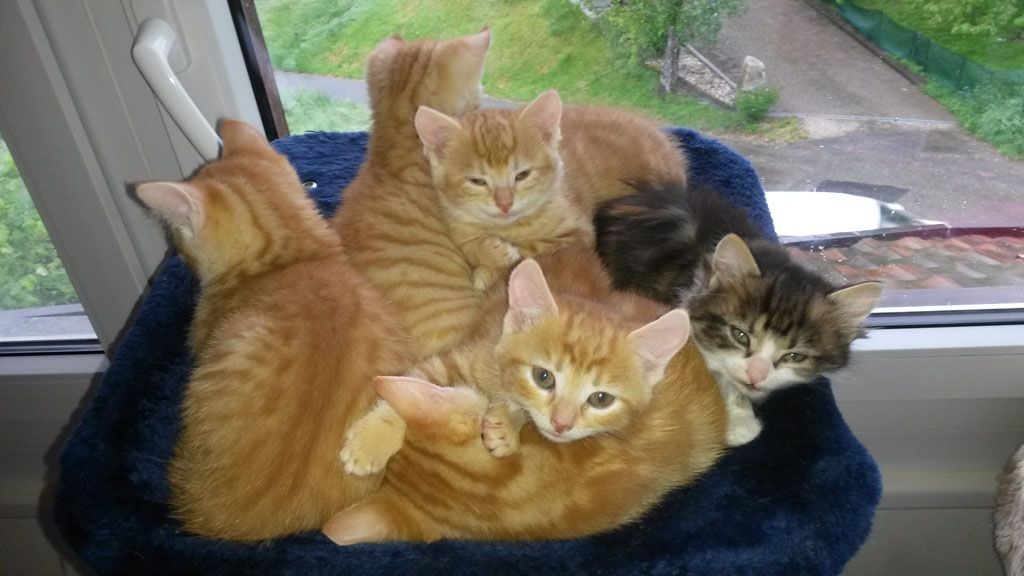 Tier- und Hausbetreuung Yvonne Müller - Nusshof