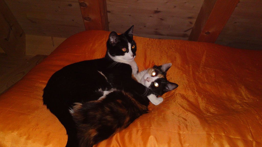 Tier- und Hausbetreuung Yvonne Müller - Nusshof