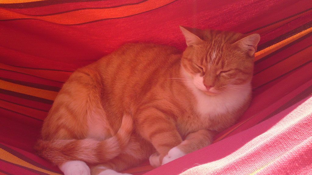 Tier- und Hausbetreuung Yvonne Müller - Nusshof