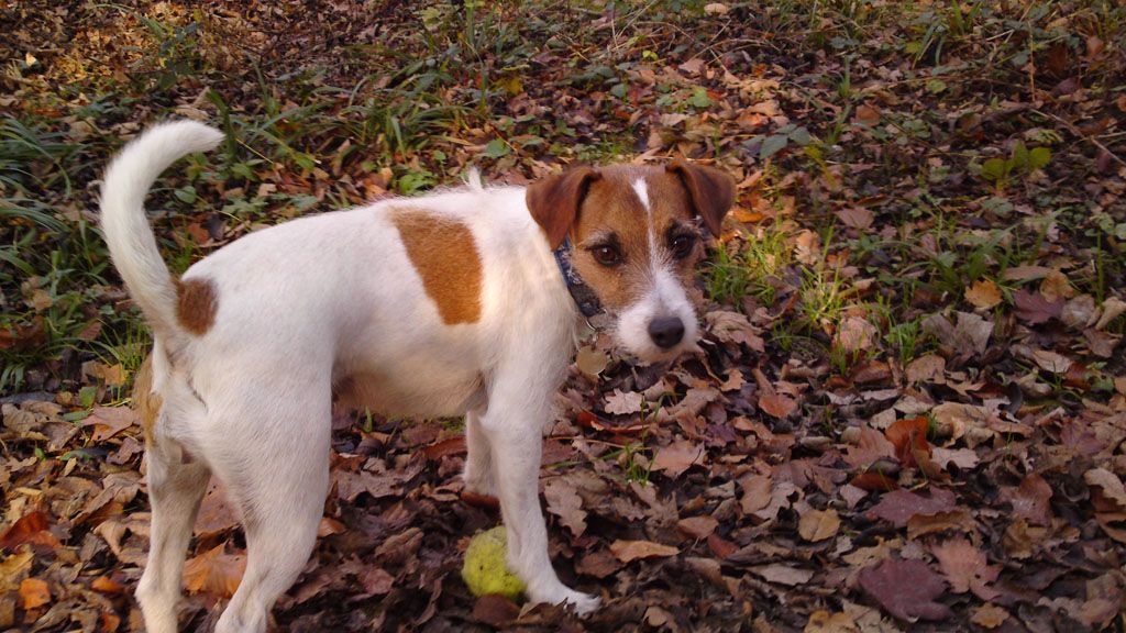 Tier- und Hausbetreuung Yvonne Müller - Nusshof