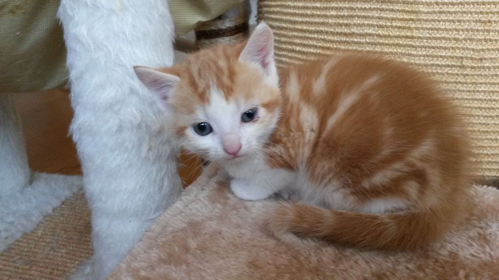 Tier- und Hausbetreuung Yvonne Müller - Nusshof