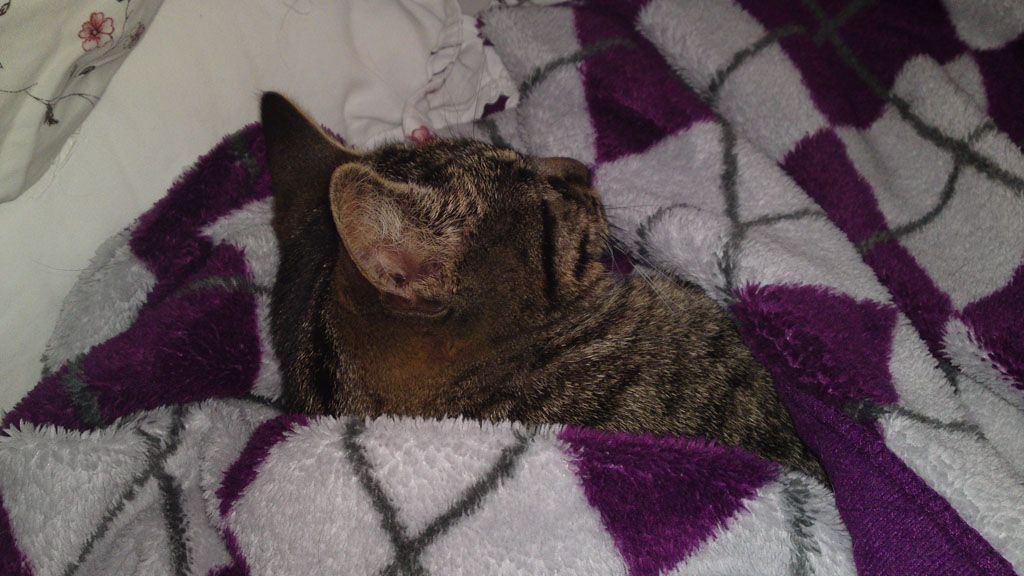 Tier- und Hausbetreuung Yvonne Müller - Nusshof