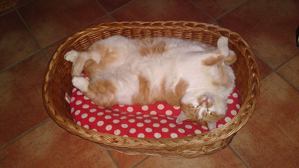 Tier- und Hausbetreuung Yvonne Müller - Nusshof