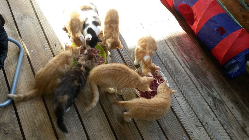 Tier- und Hausbetreuung Yvonne Müller - Nusshof