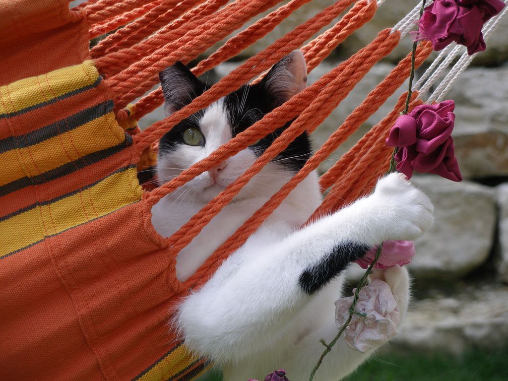 Tier- und Hausbetreuung Yvonne Müller - Nusshof