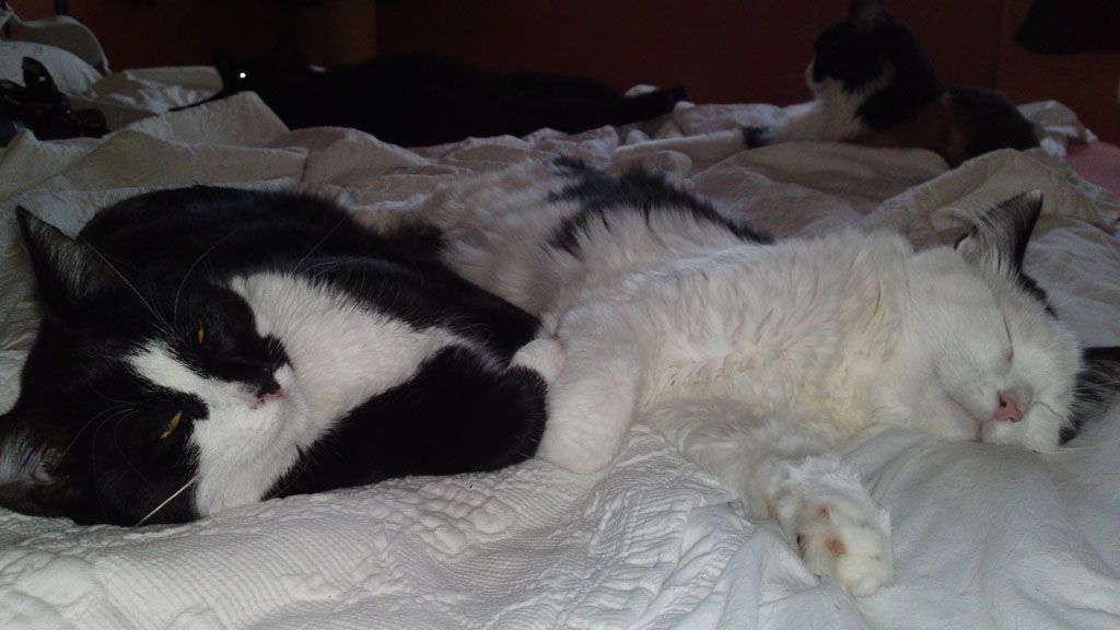 Tier- und Hausbetreuung Yvonne Müller - Nusshof