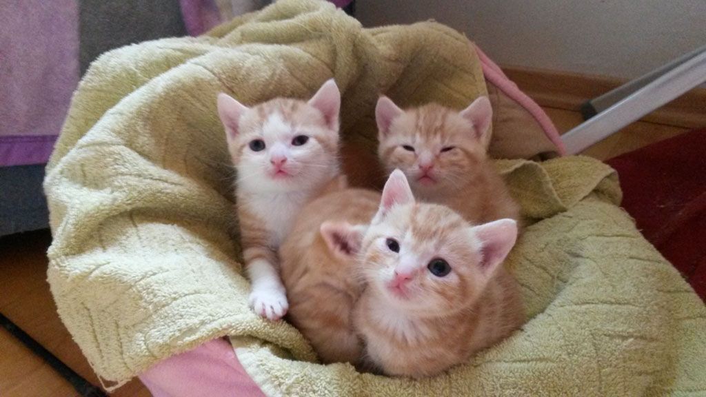 Tier- und Hausbetreuung Yvonne Müller - Nusshof