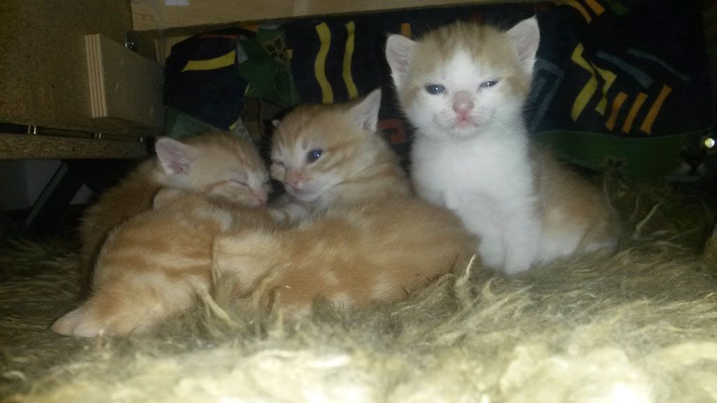 Tier- und Hausbetreuung Yvonne Müller - Nusshof