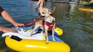 Tier- und Hausbetreuung Yvonne Müller - Nusshof