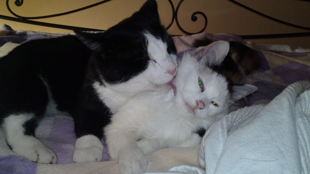 Tier- und Hausbetreuung Yvonne Müller - Nusshof