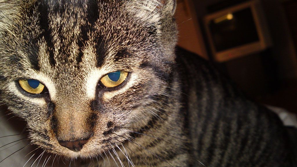 Tier- und Hausbetreuung Yvonne Müller - Nusshof