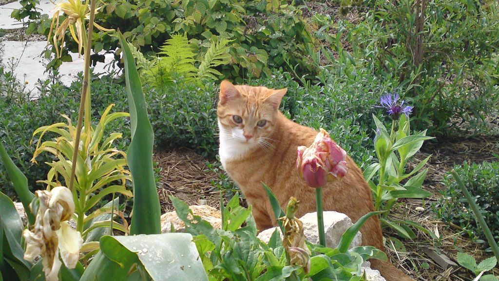 Tier- und Hausbetreuung Yvonne Müller - Nusshof