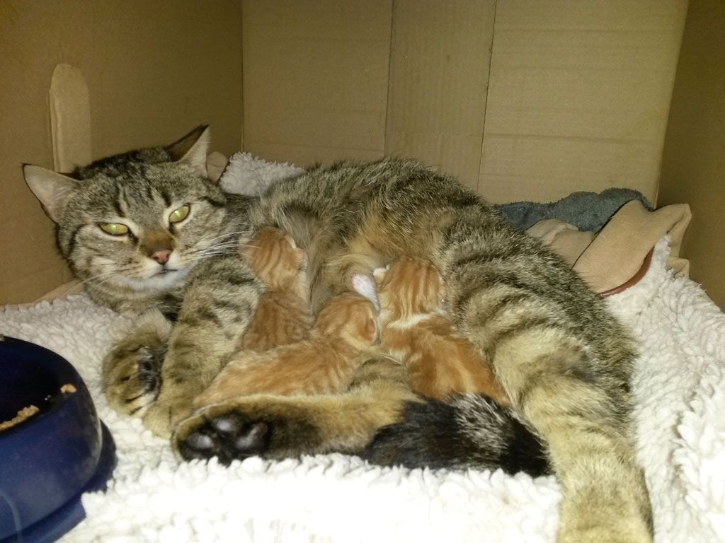 Tier- und Hausbetreuung Yvonne Müller - Nusshof