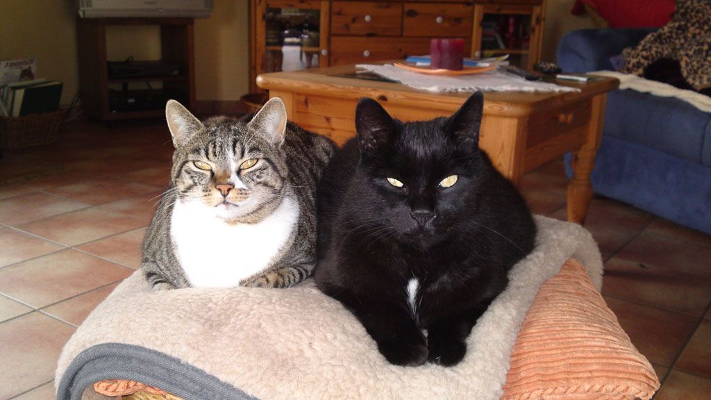 Tier- und Hausbetreuung Yvonne Müller - Nusshof