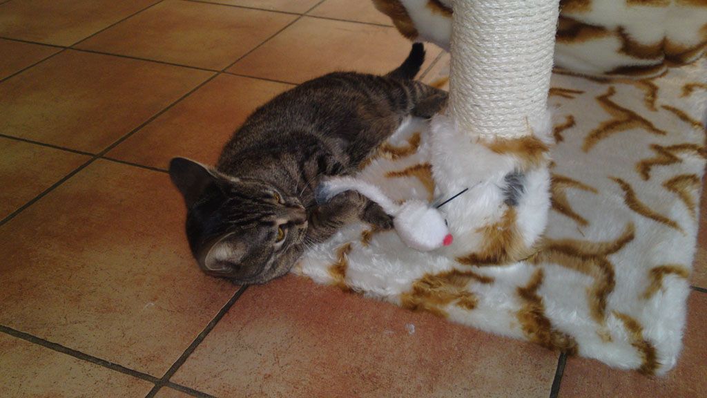 Tier- und Hausbetreuung Yvonne Müller - Nusshof