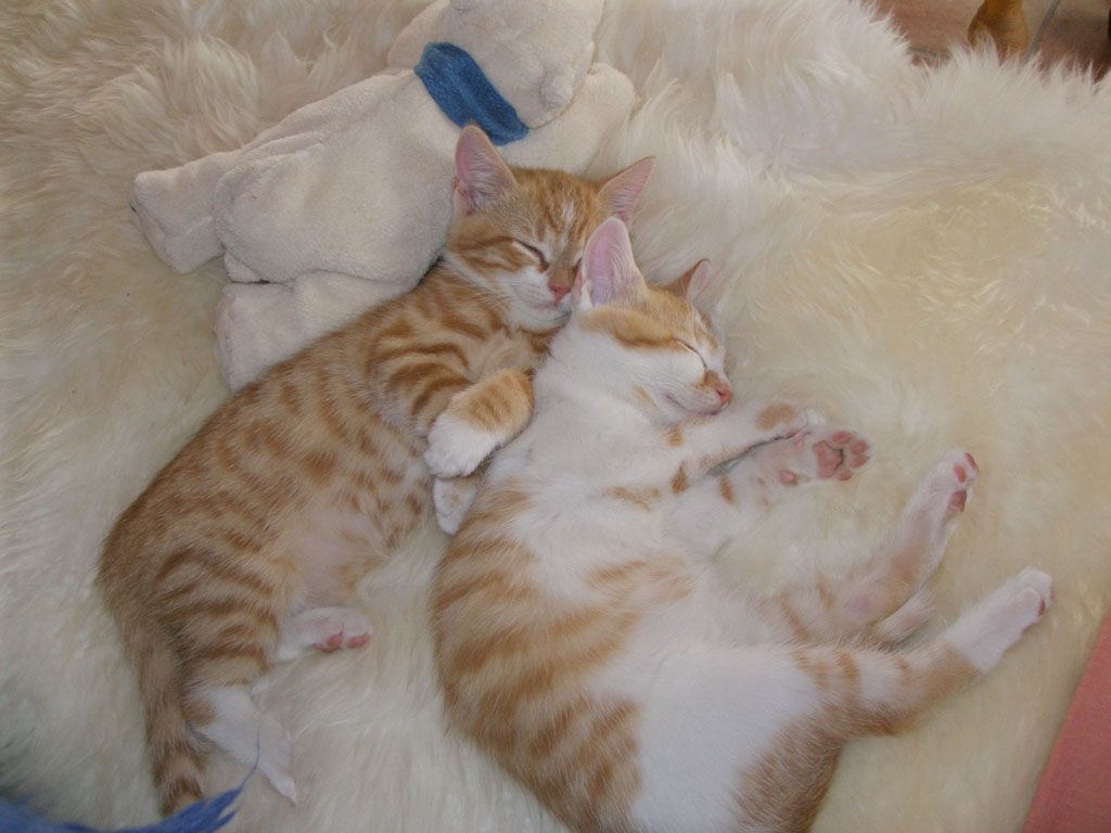 Tier- und Hausbetreuung Yvonne Müller - Nusshof