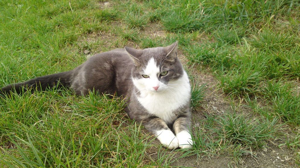 Tier- und Hausbetreuung Yvonne Müller - Nusshof