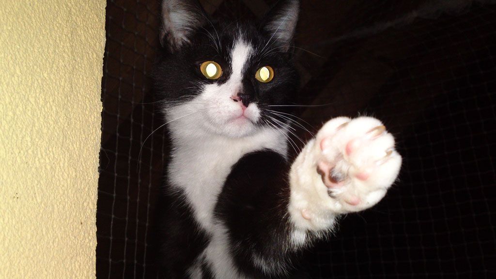 Tier- und Hausbetreuung Yvonne Müller - Nusshof