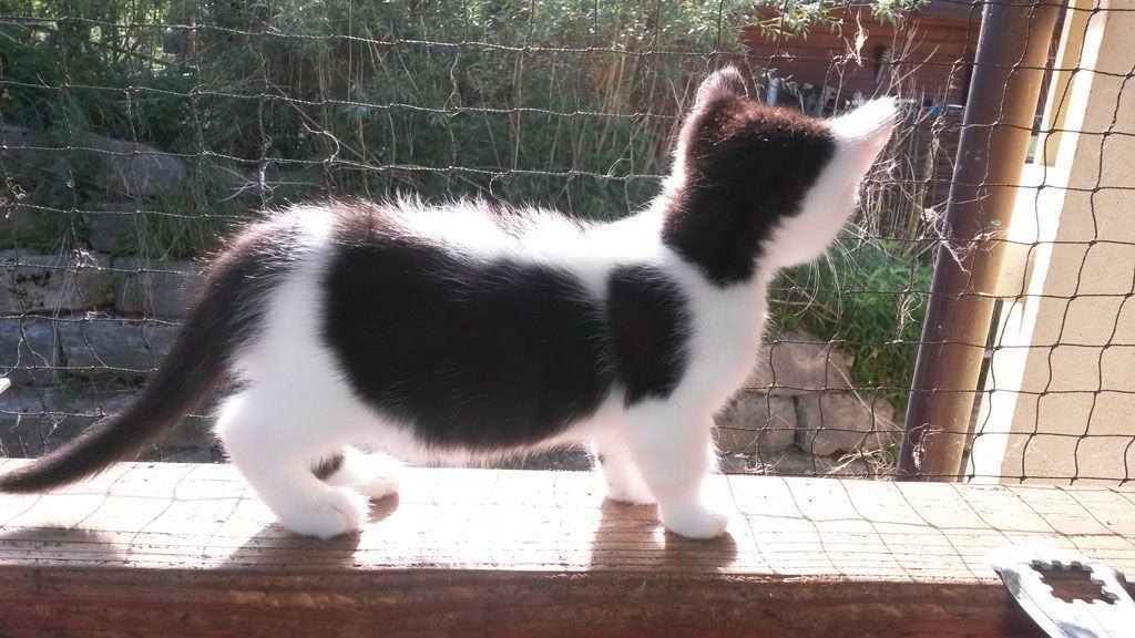 Tier- und Hausbetreuung Yvonne Müller - Nusshof