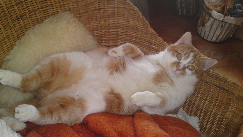 Tier- und Hausbetreuung Yvonne Müller - Nusshof