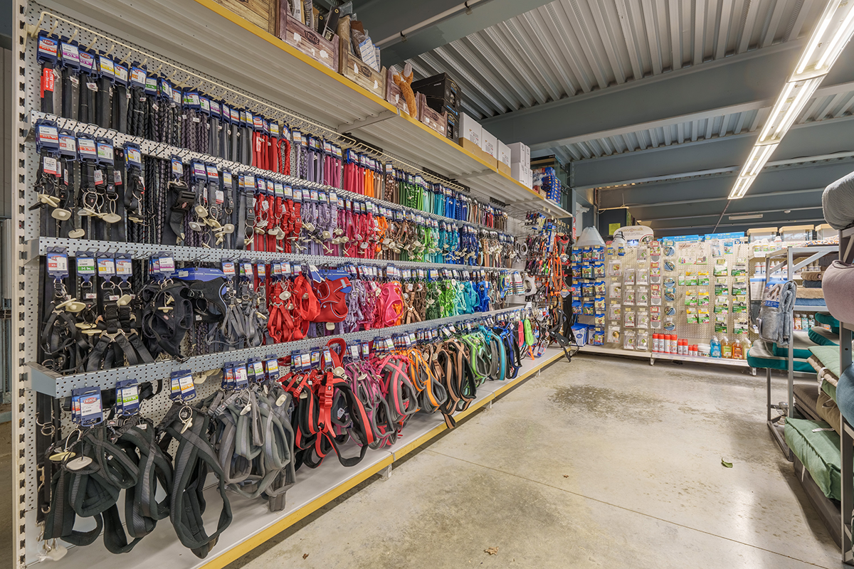 Harnais pour chiens en rayon