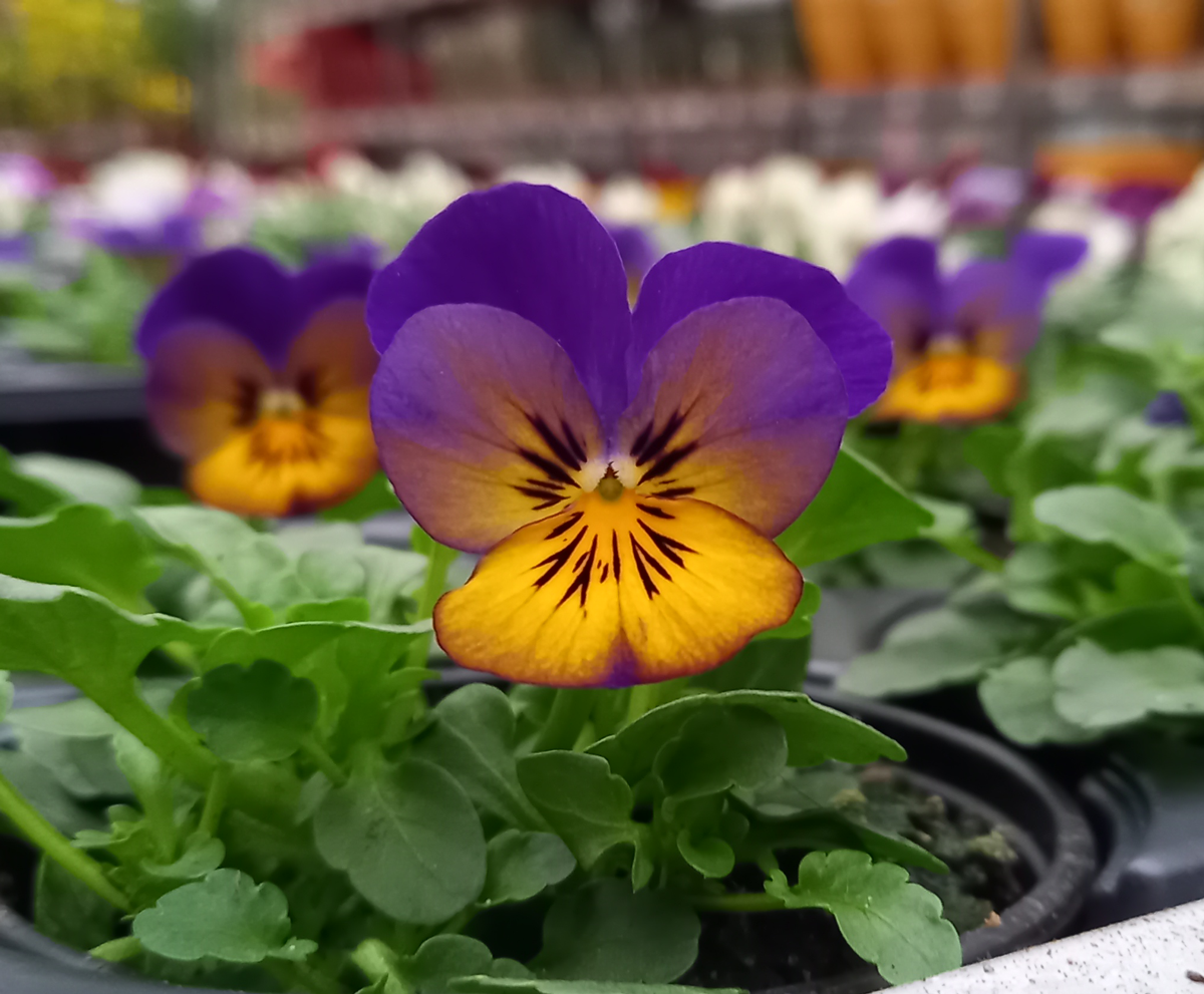 Gros plan sur une fleur violette et jaune