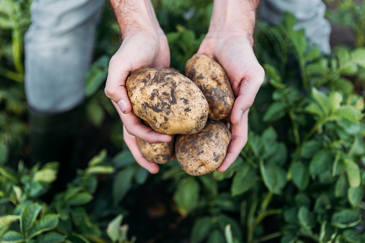 Personne tenant des pommes de terre