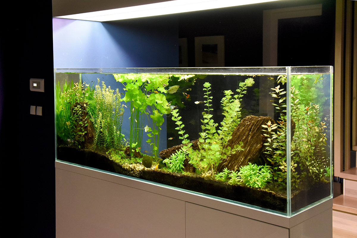 Aquarium avec des plantes