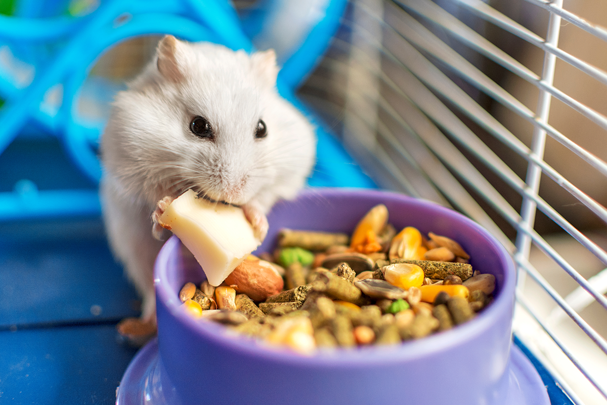 Hamster en train de manger