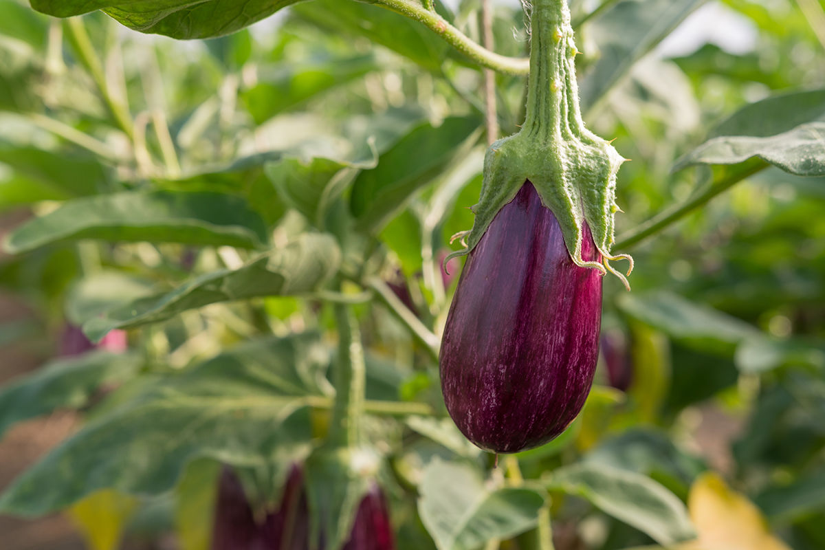 Pousse d'aubergine