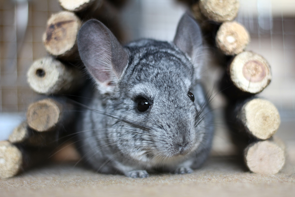 Gros plan sur un chinchilla