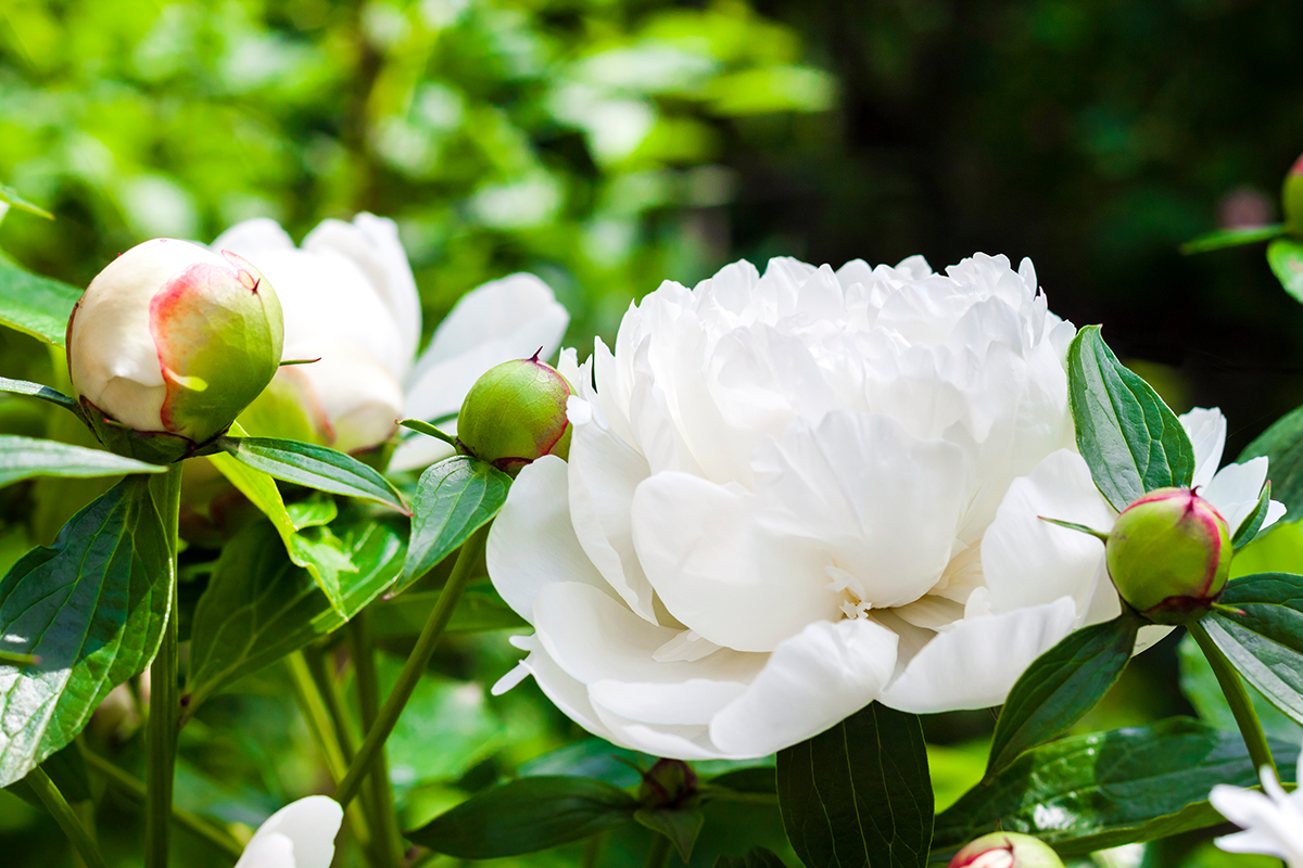 Gros plan sur une pivoine blanche