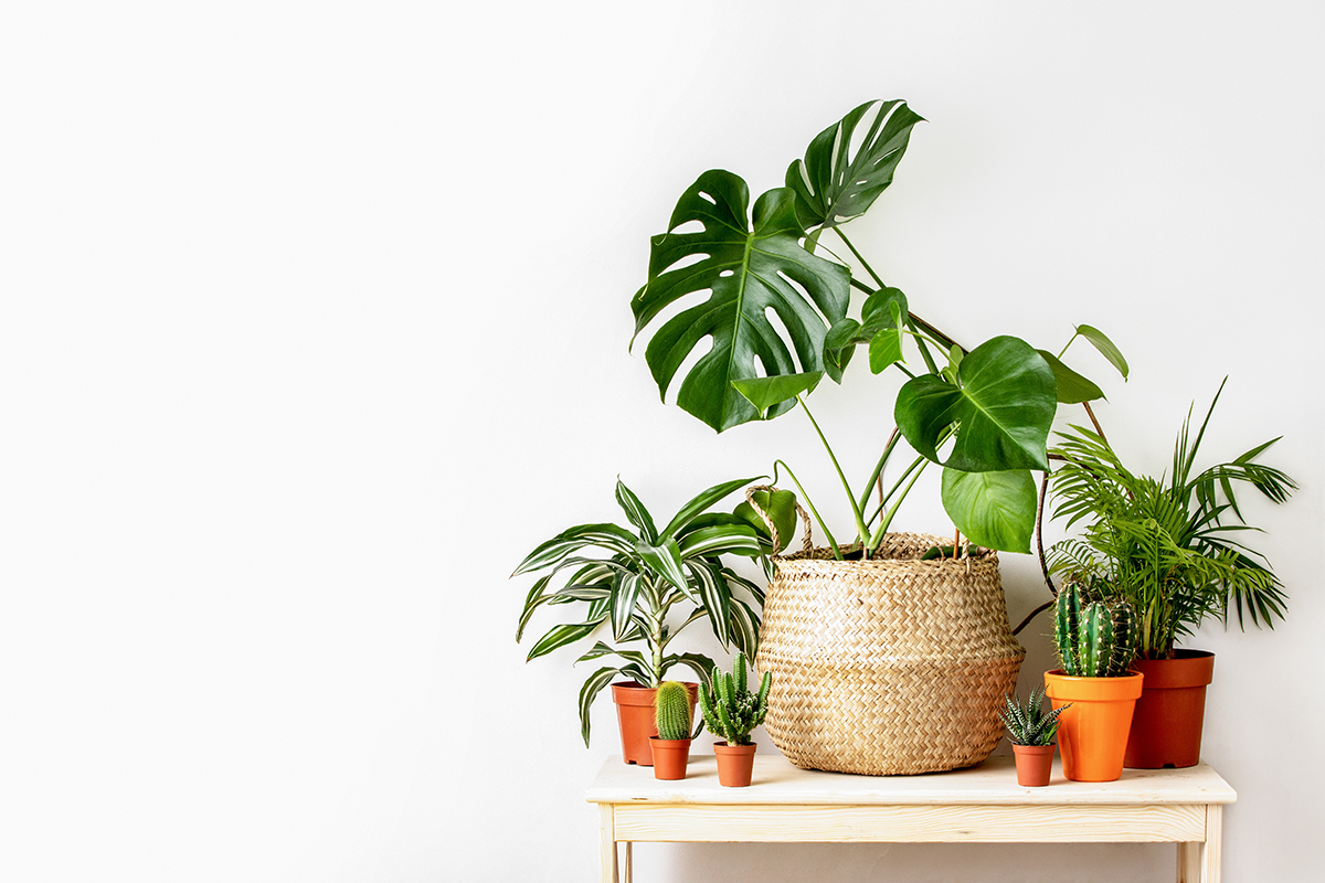 Plantes d'intérieur sur une table en bois