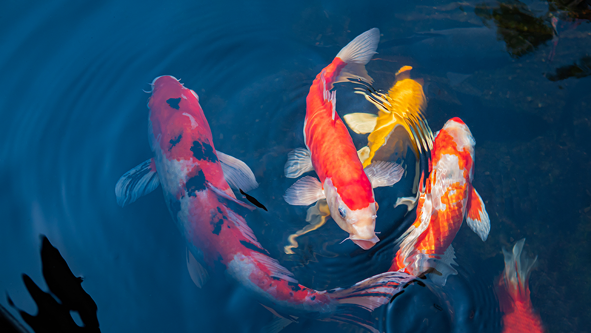 Carpes koï dans l'eau