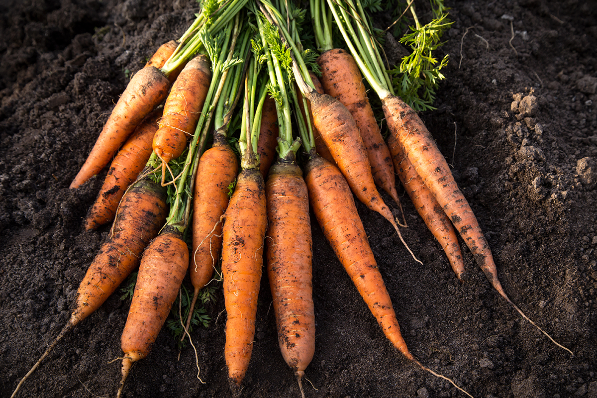 Botte de carottes sortie de terre