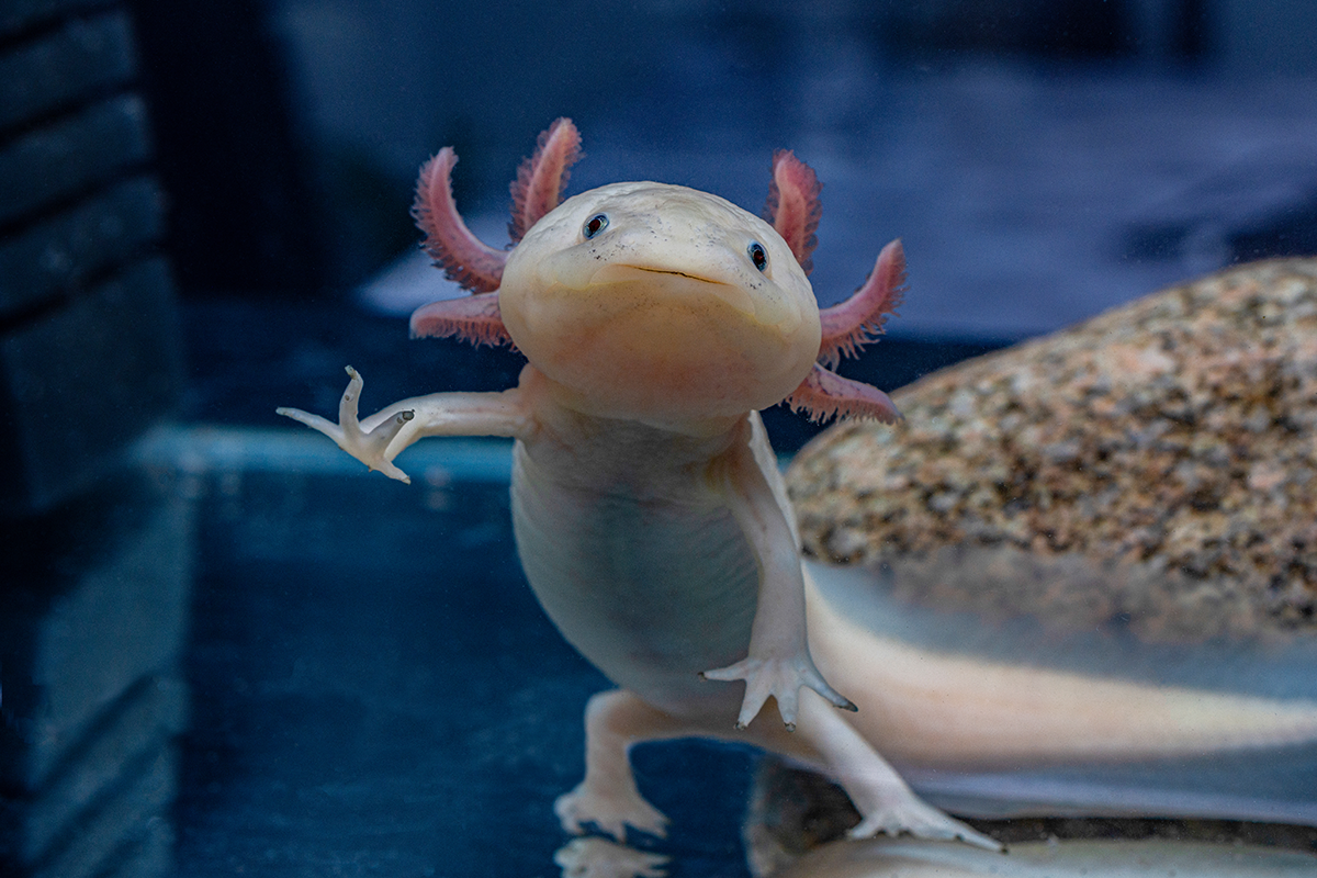Axolotl dans un aquarium