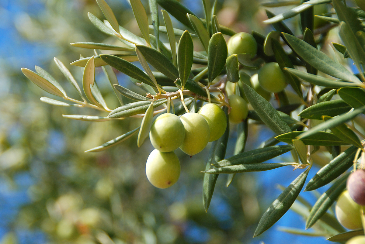 Olives vertes sur un olivier