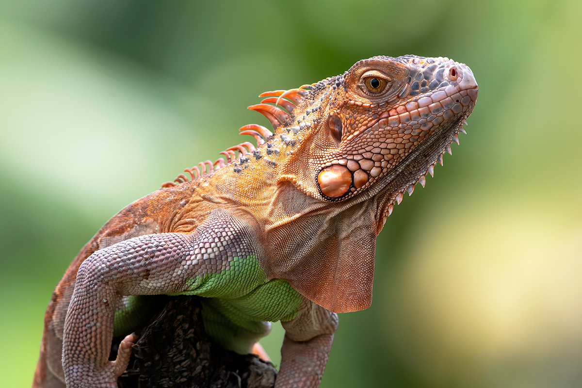 Gros plan sur un iguane