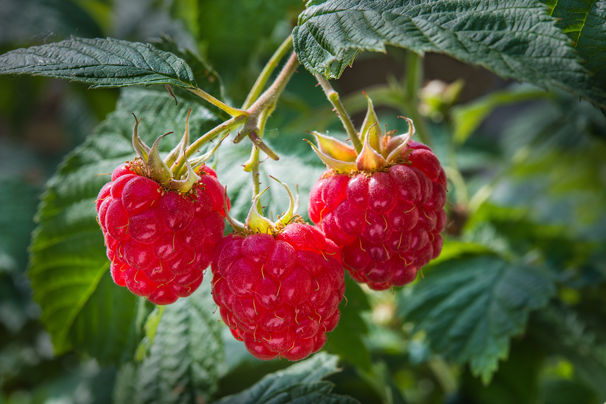 Gros plan sur des framboises