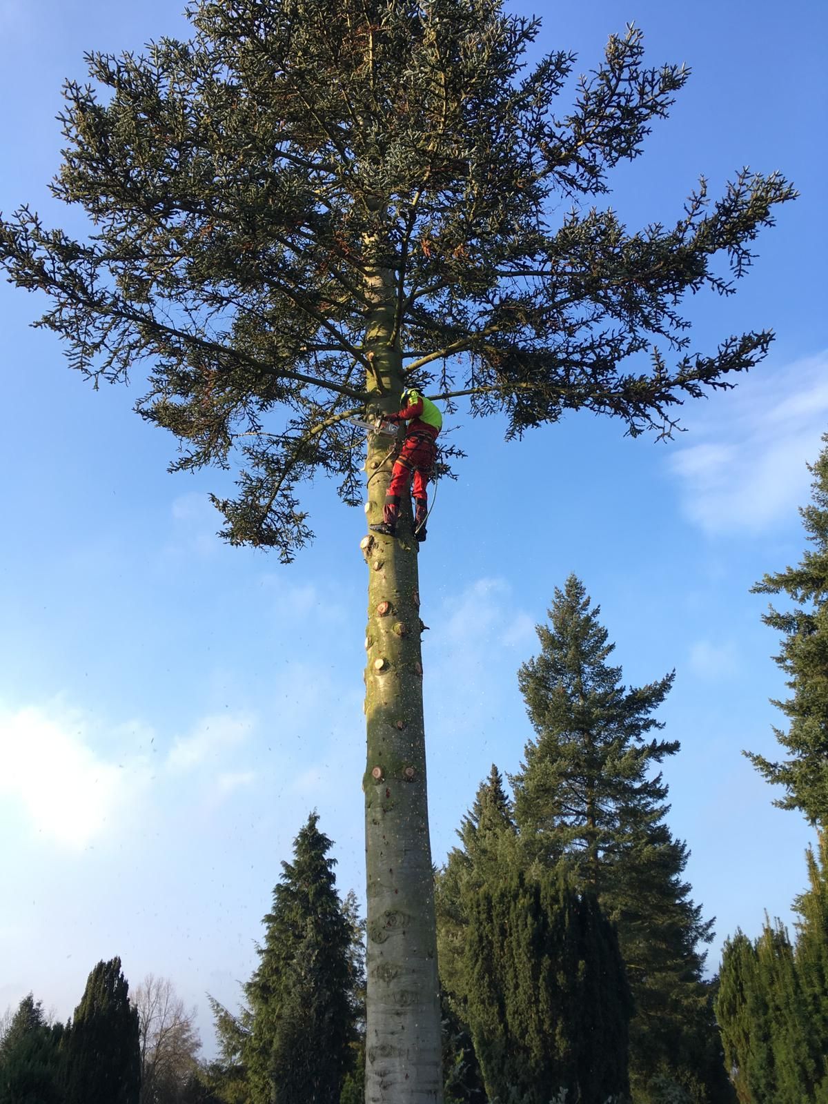 Ein Mann klettert auf einen großen Baum in Löhne, um diesen zu fällen