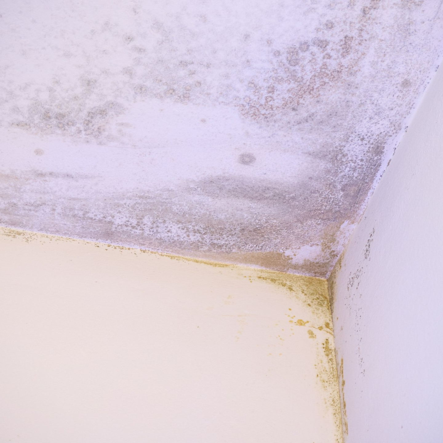 Moisissure au plafond révélant un problème d'humidité