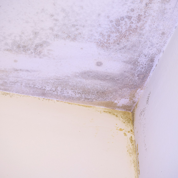 Moisissure au plafond