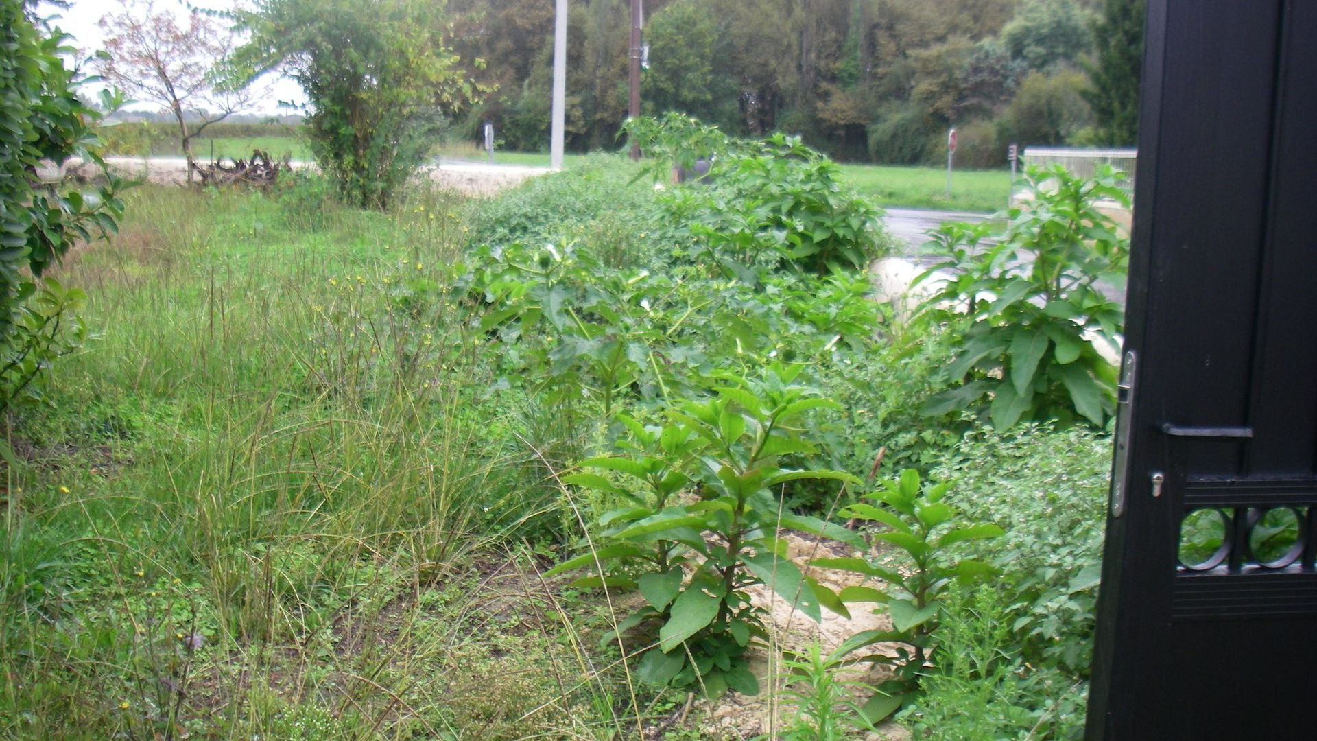 Terrain avant débroussaillage